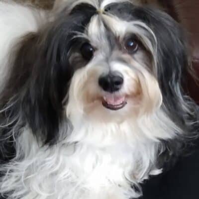 Becca, a female havanese dog looking at the camera