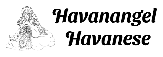 Havanangel Havanese