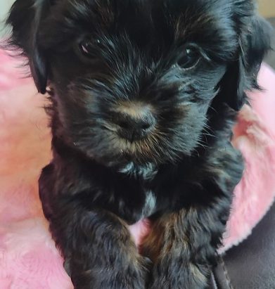 BaileyJun9