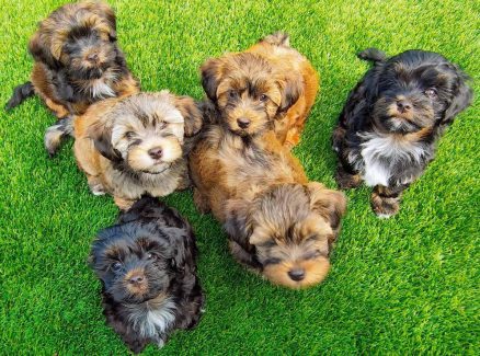 puppy_group_Jun28
